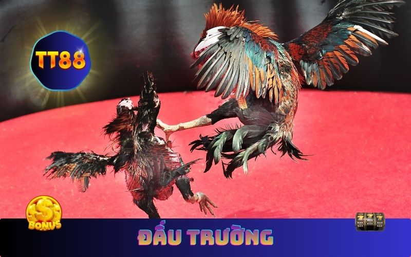 Đấu trường đá gà châu Âu kịch tính bậc nhất tại TT88